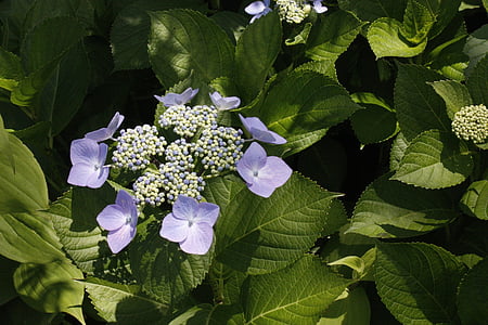 blomst, Violet, grøn, Park, ekstraordinære, Japan, nuancer