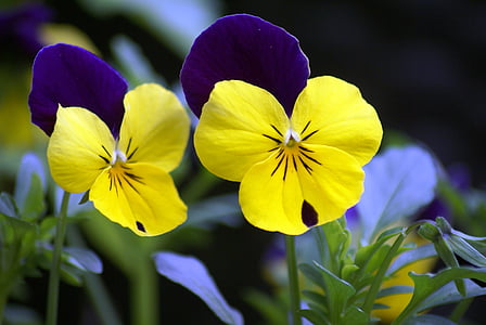 flowers, pansy, violet, yellow