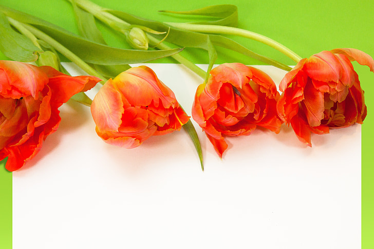 tulipanes, primavera, cuadro de texto, naturaleza, flores, schnittblume, flor