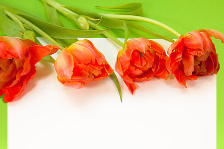 Tulipaner, forår, tekstboks, natur, blomster, schnittblume, Blossom