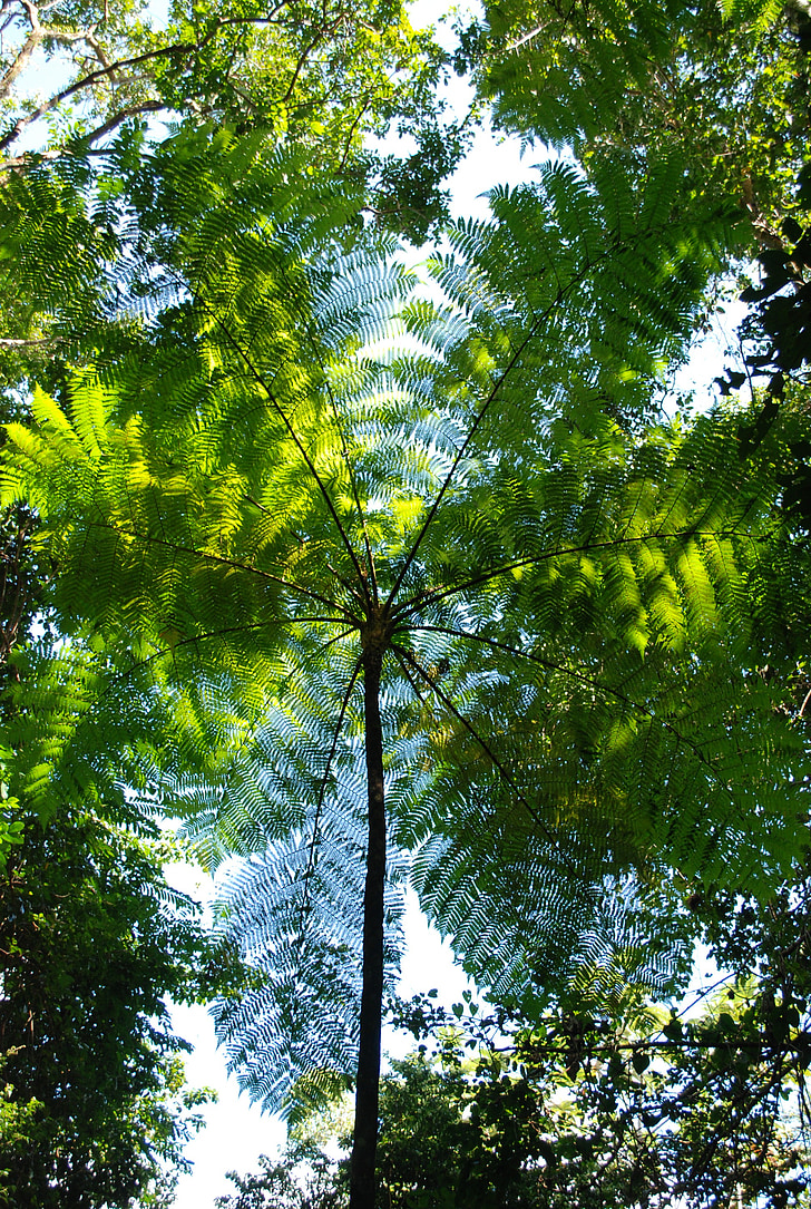 canopée de la forêt tropicale, tourbillon de plante ronde, frondes