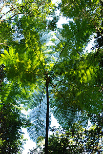 κουβούκλιο τροπικού δάσους, στρογγυλή φυτό στροβιλισμού, φύλλα