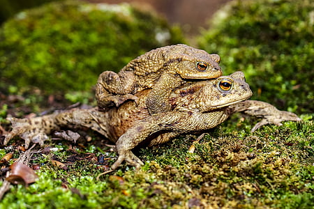 common toad, toad, amphibians, nature, animal