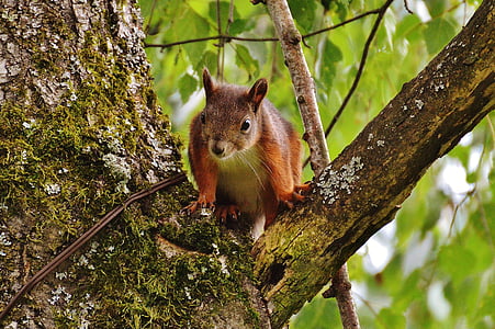 squirrel, nager, cute, nature, rodent, climb, garden
