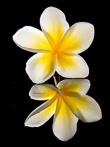 Blossom, Bloom, kukka, valkoinen, keltainen, Frangipani, Plumeria