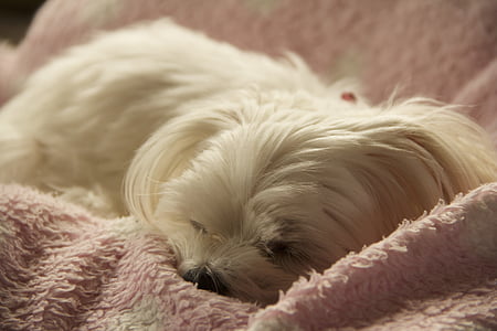 σκύλος, κατοικίδιο ζώο, ζώο, Μαλτεζικά, ύπνος, λευκό, Γλυκό
