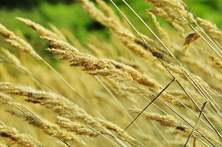 blat de moro, Prat, natura, l'agricultura, vent, Polònia, camp