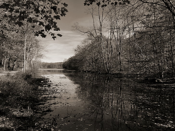 сив, мащаб, снимка, река, близо до, дървета, езеро