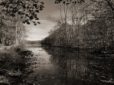 grå, skala, Foto, floden, nära, träd, sjön