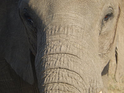 elefánt, fej, vastagbőrű, állati portré, zár, Afrika, szem