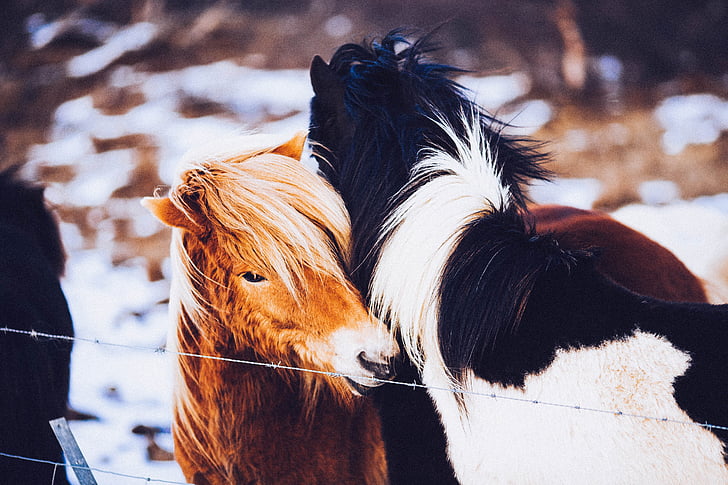horses, ponies, farm animals, riding, countryside, horse riding, horseback riding