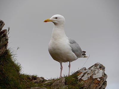 seagulls, wales, sky, mountains, outdoors, bird, one animal