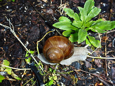 snail, crawl, wet, in the rain, housing, right-handed, animal