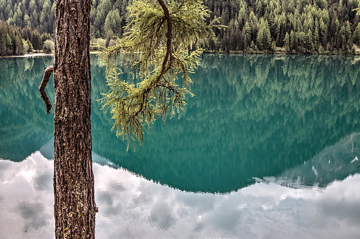 jezero, jezera, strom, výhledem na jezero, horské jezero, modřín, zrcadlení