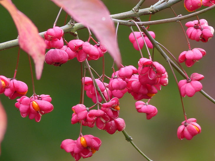 fall, flowers, nature, pink, bells, wild flowers, pink color