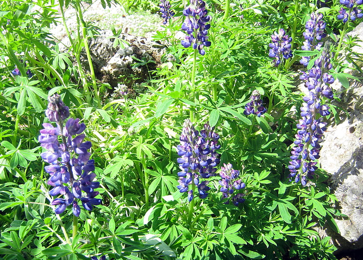 lupins, 블루, 산 꽃, 정원, 식물, 꽃