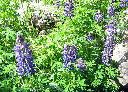 lupini, blu, fiori di montagna, giardino, Botanico, fiori