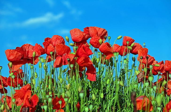 Poppy, klatschmohn, bunga opium, merah, bidang poppies, alam, bunga