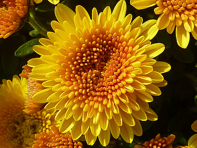 závod, květ, chryzantéma, žlutá, na podzim, hvězdnicovité