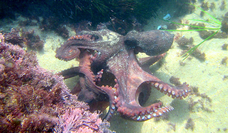 poulpe, Kraken, animal, plongée, tuba, sous l’eau, mer