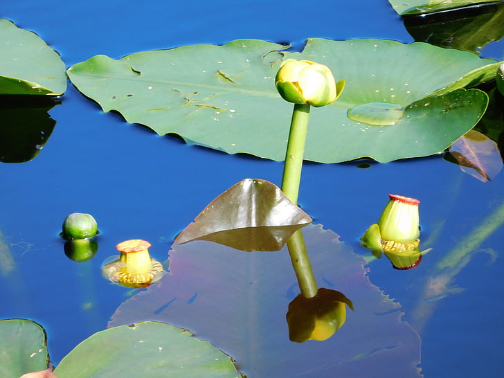 water lilies, lilies, flowers, water plants