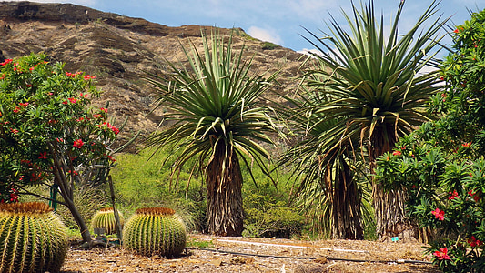cactus, cactus, desert de, natura, planta, natural, verd