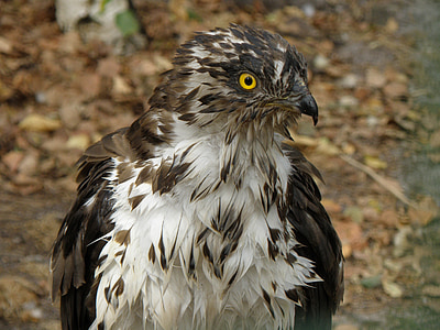 Eagle, včelojed floresta, Pernis apivorus, predador, cabeça, pássaro