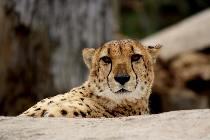 guepardo, gato, flora y fauna, depredador, mamíferos, África, grandes
