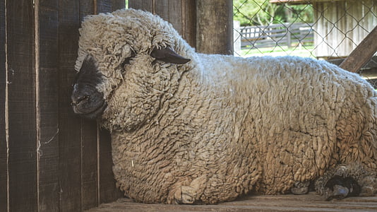 sheep, cute, beautiful, farm, white, wool, animal