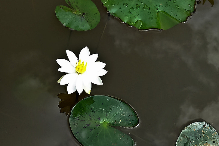 Lily, fleur, blanc, Waterlily, Bloom, Blossom, nature