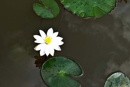 Lily, bunga, putih, waterlily, mekar, Blossom, alam