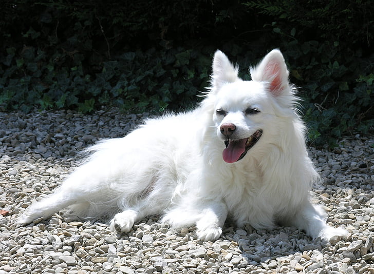 cão, Branco, canino, doméstica, ao ar livre, Spitz, animais de estimação