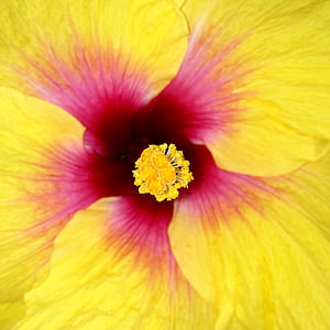 makro, bunga tropis, close-up bunga, Tulum, Meksiko, kuning, merah muda