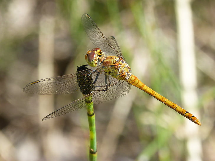 водни кончета, жълт dragonfly, Cordulegaster boltonii, клон, водната среда