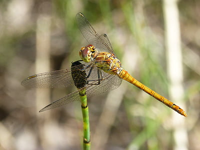 Dragonfly, gul slända, Cordulegaster boltonii, gren, vattenmiljön