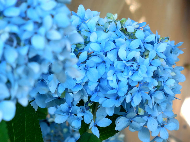 синій, гортензії, квітка, цвітіння, Квіткові, літо, завод