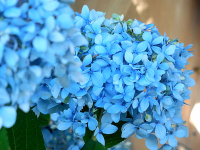bleu, hortensia, fleur, Blossom, floral, été, plante