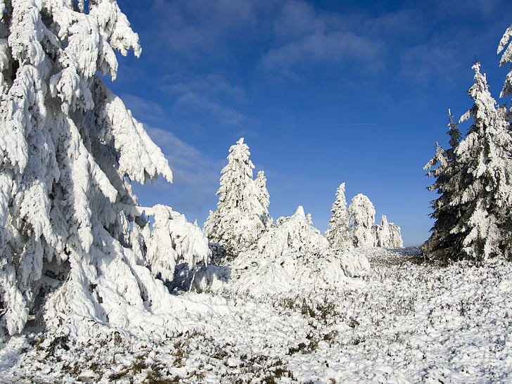 木, 氷, 霜, 風景, 自然, 霧氷, 熟した