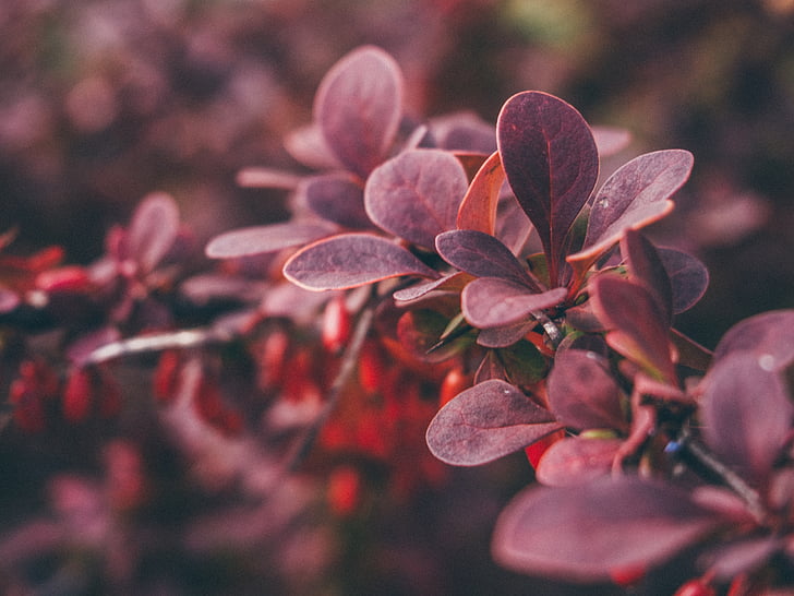 selective, photo, purple, leafed, plant, red, plants