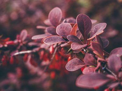 selectiva, Foto, púrpura, hojas, planta, rojo, plantas