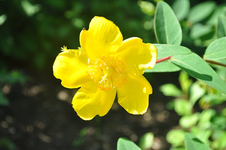 nature, yellow flower, close, blossom, bloom, yellow, plant