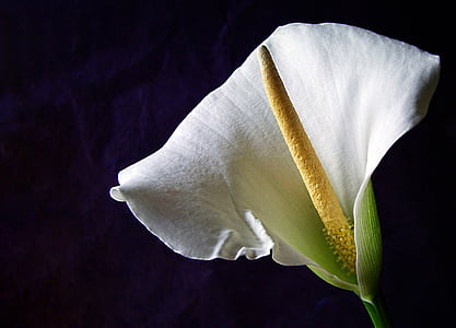 λουλούδι, στιλέτο, λευκό, άνθιση, βοτανική, στέλεχος, πέταλο