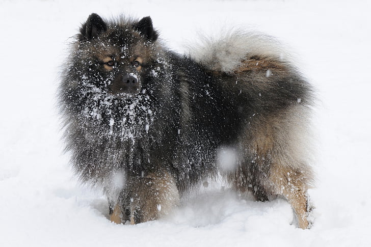Keeshond, šuo, sniego, žiemą