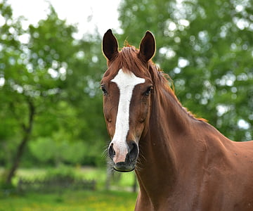 horse, brown, pasture, animal, nature, mane, section