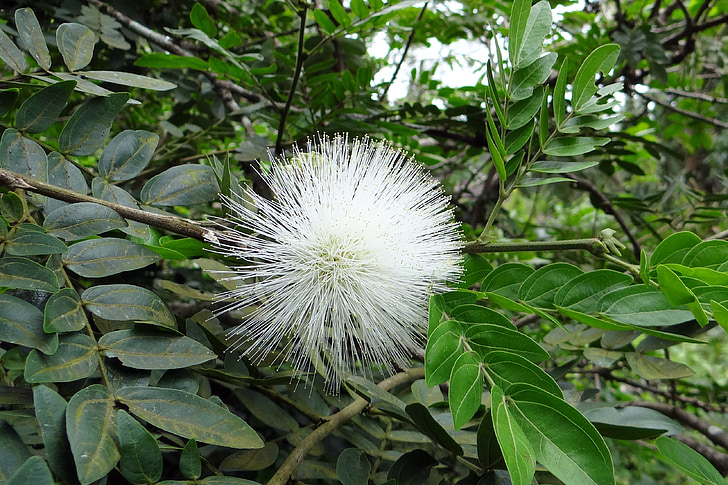 puder, cvet, Flora, bela, calliandra haematocephala alba, mimosaceae, yellapur
