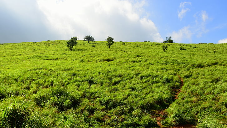 brežuljku, limun trava, nebo, krajolik, Kerala, Indija, priroda