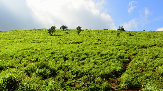 pagórek, trawa cytrynowa, niebo, krajobraz, Kerala, Indie, Natura