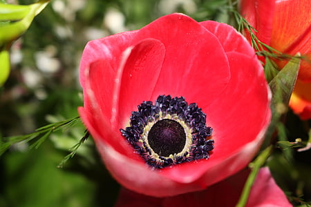 anemon çiçeği, çiçek, frühlingsanemone, Bloom, Bahar belirtileri, Bahçe, Kırmızı