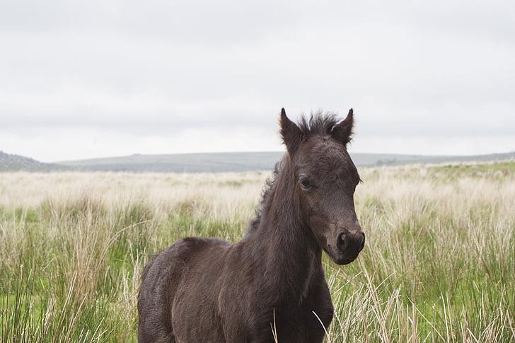 Dartmoor, pony, con ngựa, Devon, hoang dã, Anh, màu nâu