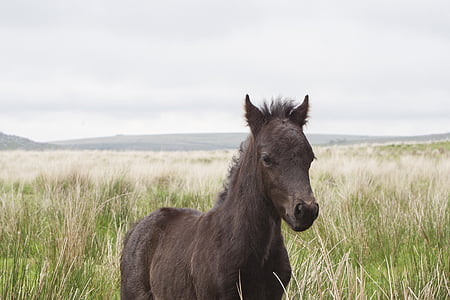 Dartmoor, poni, hobune, Devon, looduslike, Inglismaa, pruun